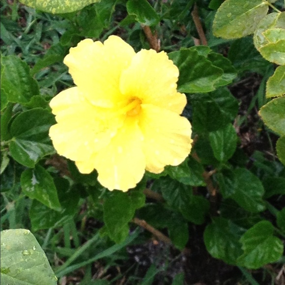 Meet your Posher, Jennifer - Picture 1 of 1